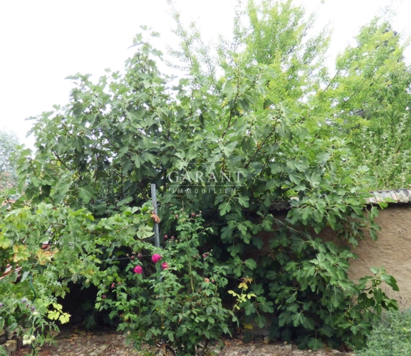 Feigenbaum