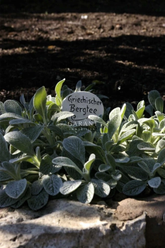 Kräuter im Garten