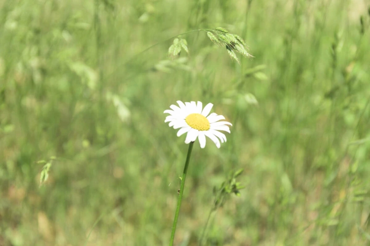 Musterbild