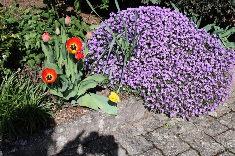 IMG 3537