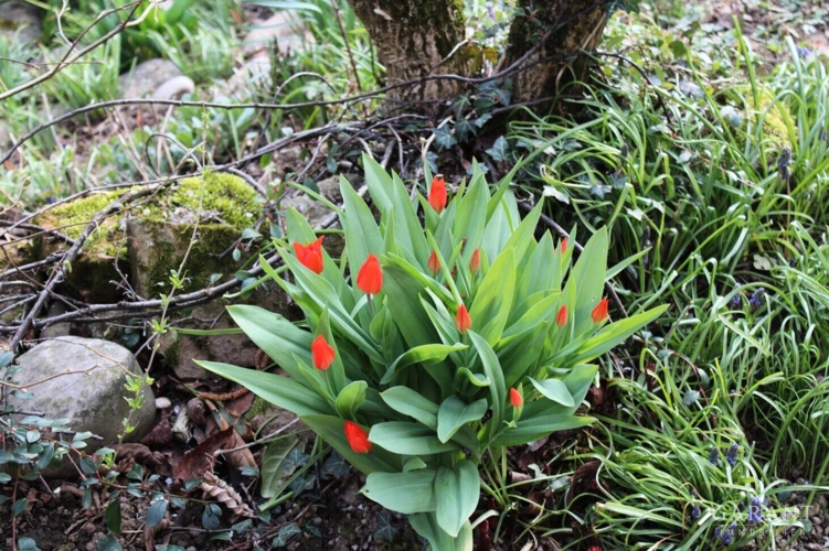 Fruehlingsboten