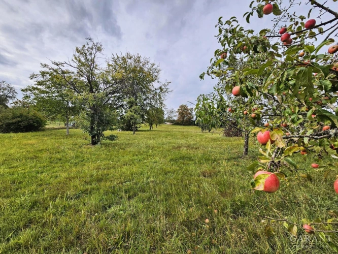 rote Äpfel inbegriffen