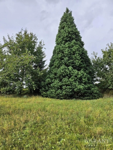 Urweltmammutbaum