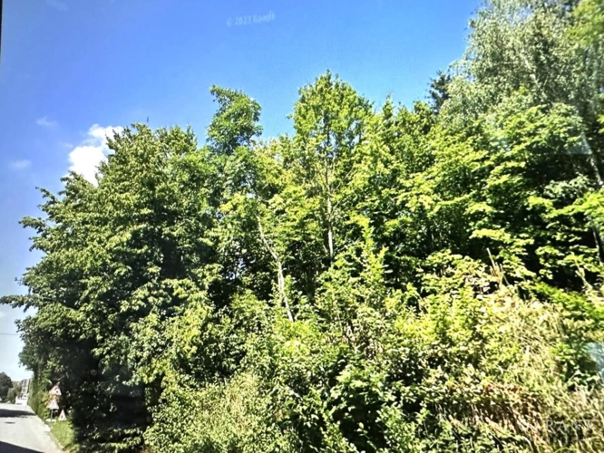 IMG 3895