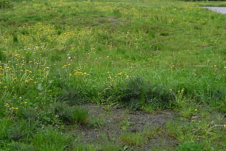 Grundstück 05